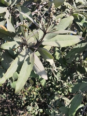 Conocarpus erectus