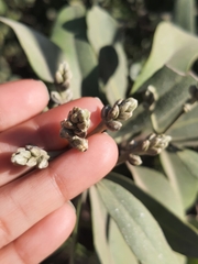 Conocarpus erectus