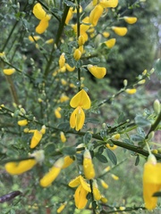 Cytisus scoparius