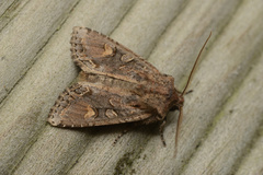 Ichneutica insignis
