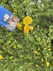 Cytisus scoparius