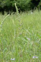 Physostegia pulchella