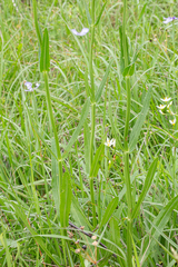 Physostegia pulchella