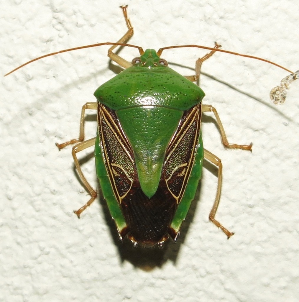 Paraedessa