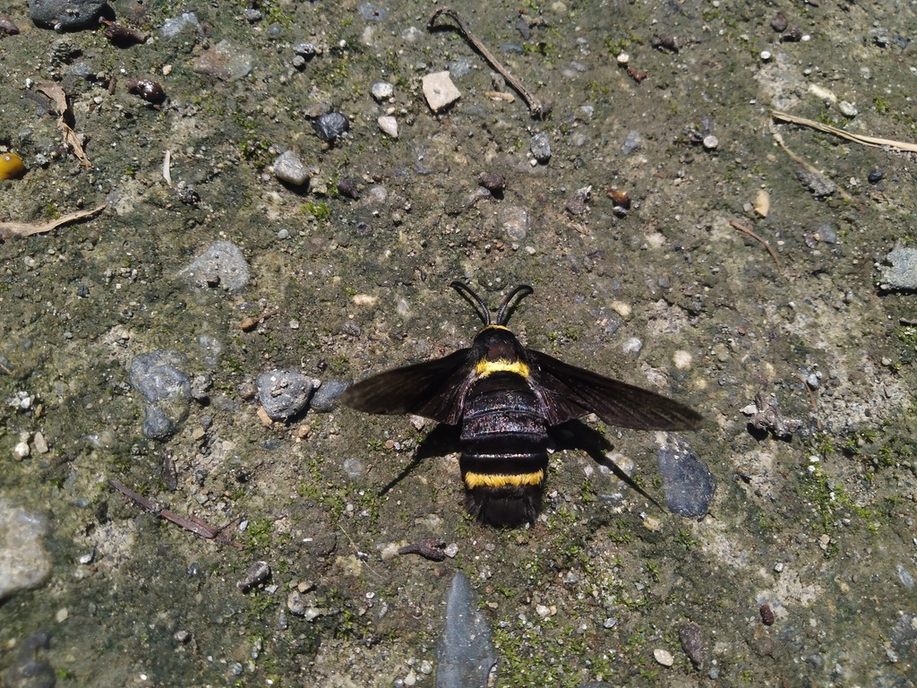 Sataspes ribbei (Sataspes ribbei)