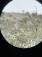 Artemisiospiza belli clementeae