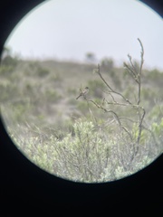 Artemisiospiza belli clementeae