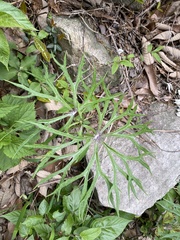Syneilesis aconitifolia