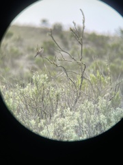 Artemisiospiza belli clementeae