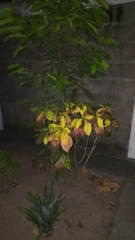 Magnoliopsida