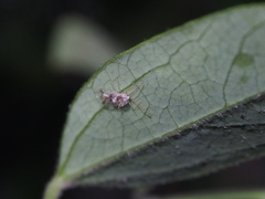 Stephanitis subfasciata