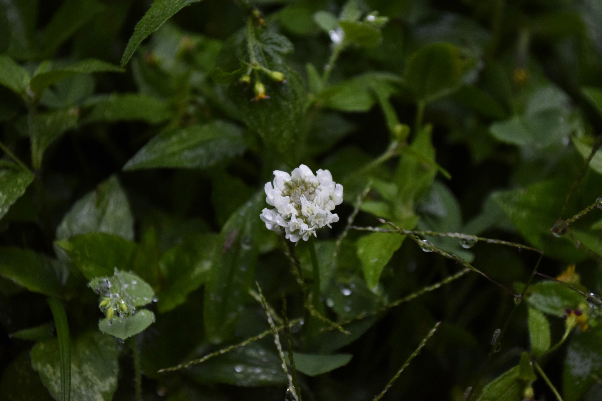 Trifolium repens image