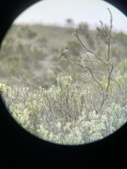 Artemisiospiza belli clementeae