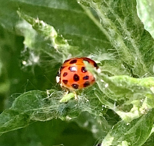 iNaturalist observation photo of Asian Lady Beetle