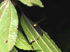 Abscondita cerata