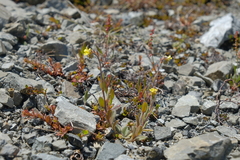 Myosotis australis
