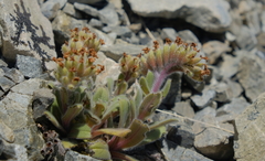 Myosotis traversii traversii