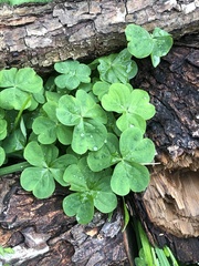 Oxalis debilis