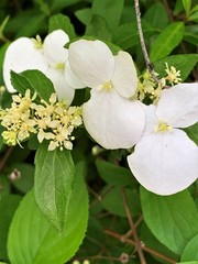 Hydrangea luteovenosa