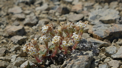 Myosotis traversii traversii
