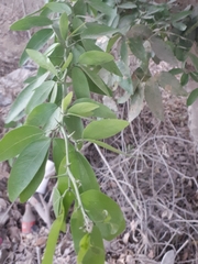 Pithecellobium lanceolatum