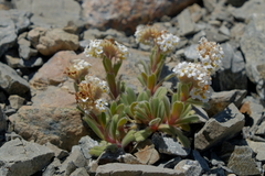 Myosotis traversii traversii