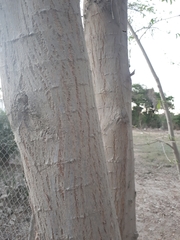 Pithecellobium lanceolatum