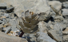 Notothlaspi rosulatum