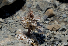 Notothlaspi rosulatum