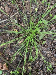 Carex corrugata