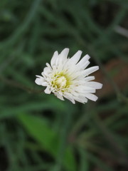 Pinaropappus spathulatus