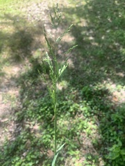 Calamagrostis × acutiflora