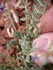 Astragalus desperatus