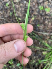 Carex corrugata