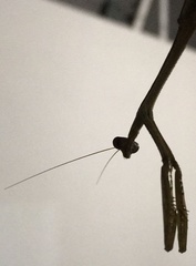 Phasmomantis sumichrasti