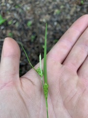 Carex corrugata