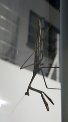 Phasmomantis sumichrasti
