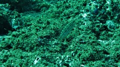 Halichoeres chierchiae