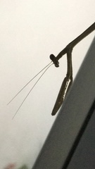 Phasmomantis sumichrasti