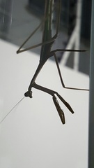 Phasmomantis sumichrasti