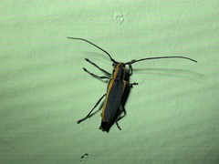 Saperda lateralis