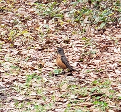 Turdus migratorius
