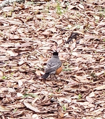 Turdus migratorius
