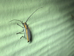 Saperda lateralis