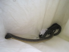 Phrynonax poecilonotus