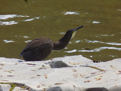 Tigrisoma fasciatum