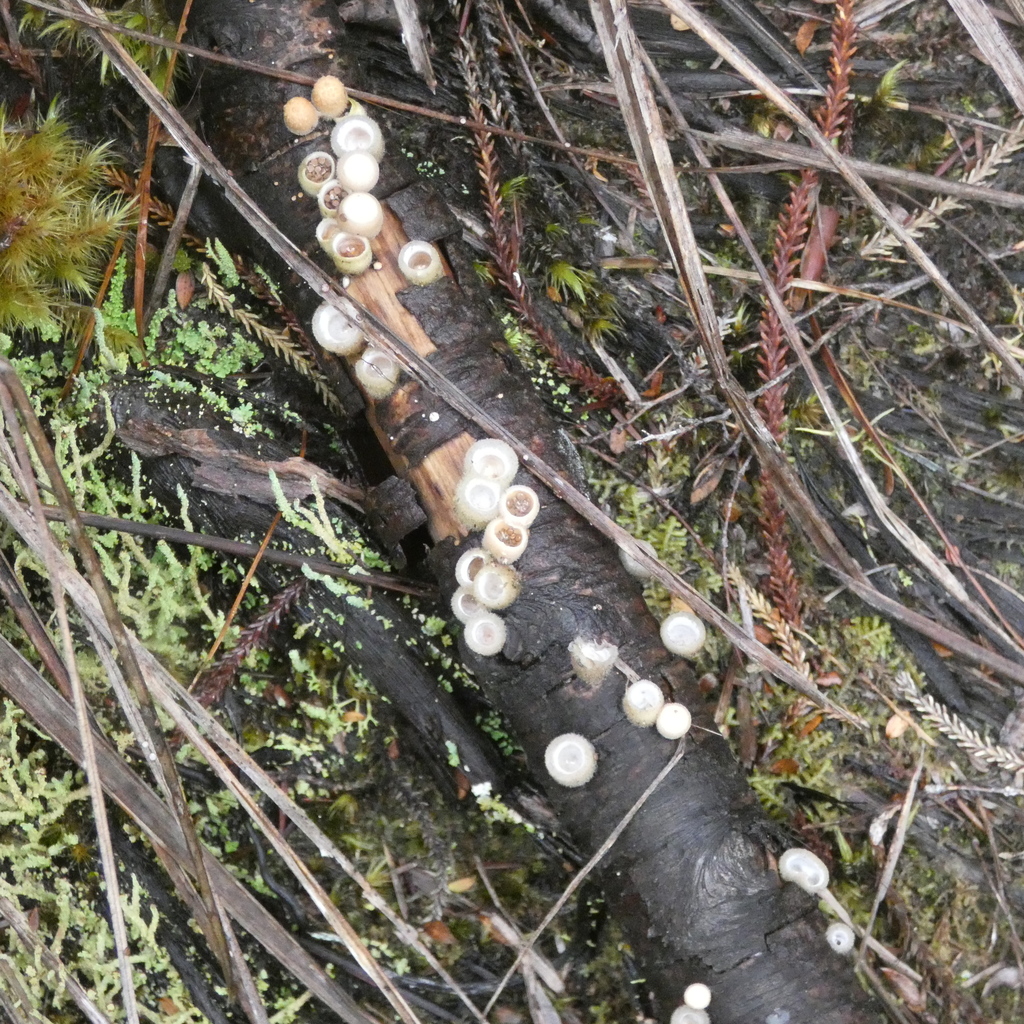 woolly bird's nest fungus from Stewart Island, Southland District, Southland, New Zealand on