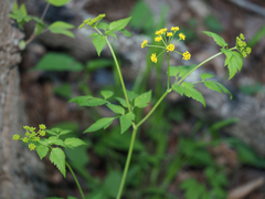 Thaspium barbinode