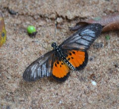 Acraea