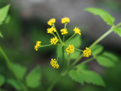 Thaspium barbinode